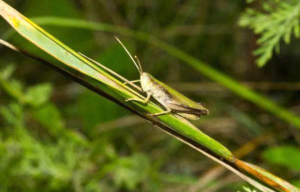 Grasshopper en la hoja de hierba — Foto de Stock