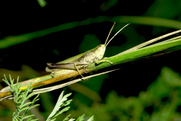 Grasshopper en la hoja de hierba —  Fotos de Stock