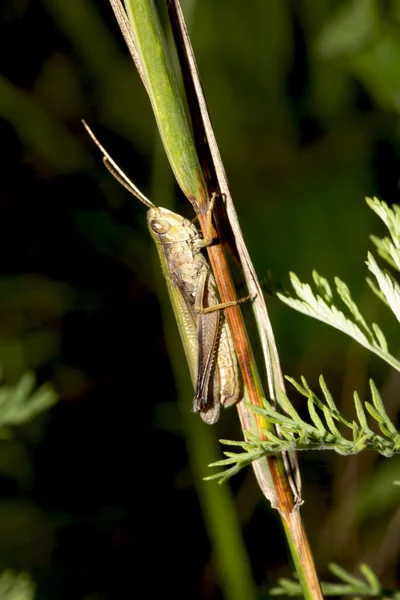 Grasshopper en la hoja de hierba —  Fotos de Stock