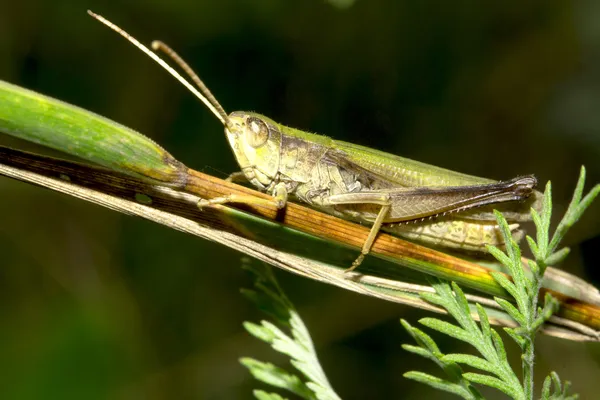 Grasshopper on blade of grass — Stock Photo, Image