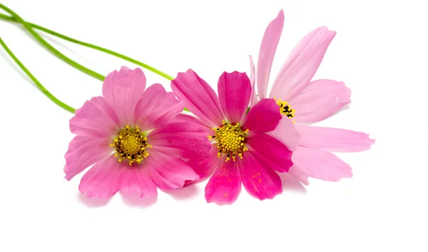 Flores de jalá rosadas — Foto de Stock