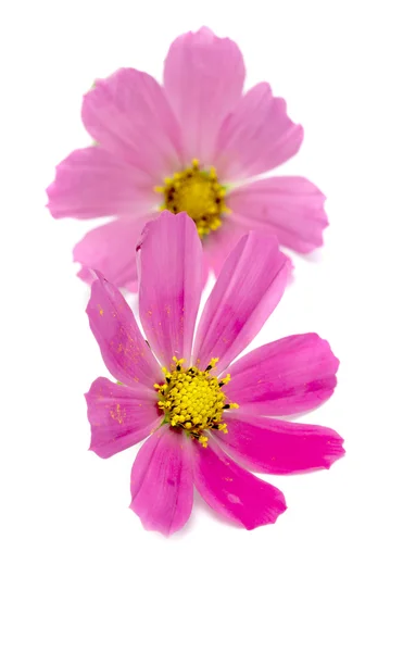 Roze? osmos bloemen — Stockfoto