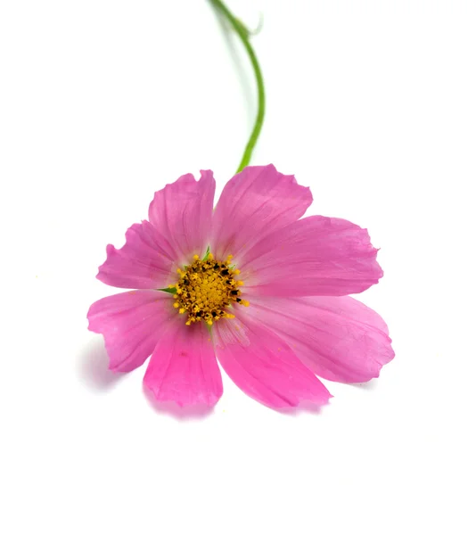 Pink сosmos flower — Stock Photo, Image