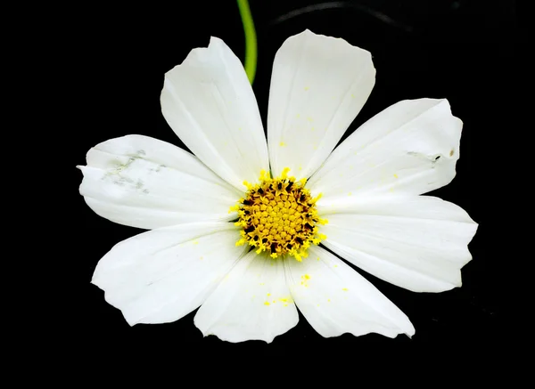 白いコスモスの花 — ストック写真