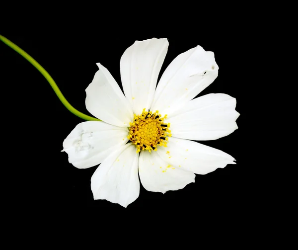 Flor Cosmos Branco — Fotografia de Stock