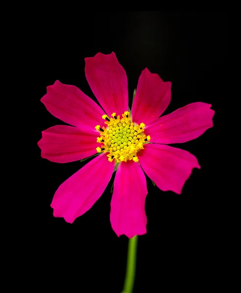 Cosmos rosa Flor —  Fotos de Stock