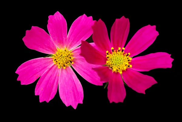 Dvě růžové Kosmos květiny — Stock fotografie