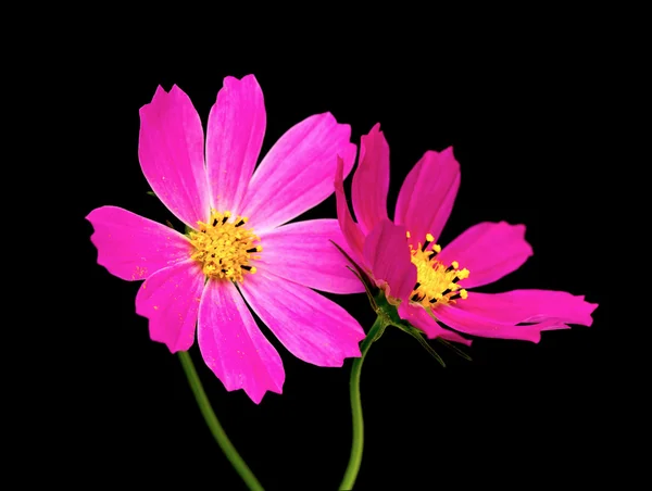 Два розовых цветка космоса — стоковое фото