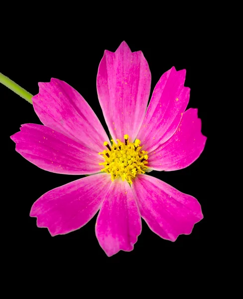 Цветок розового космоса — стоковое фото