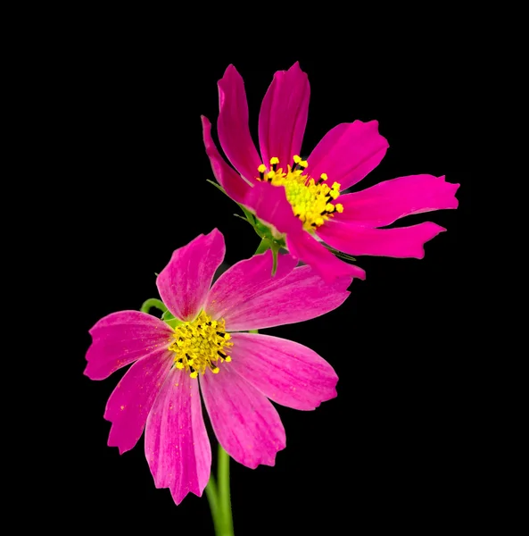 2 つのピンクのコスモスの花 — ストック写真
