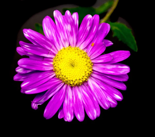 Астерский цветок — стоковое фото
