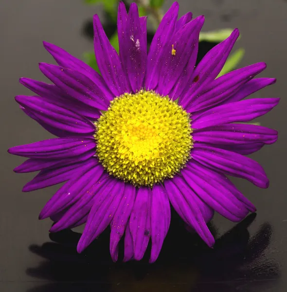 Flor de galo — Fotografia de Stock