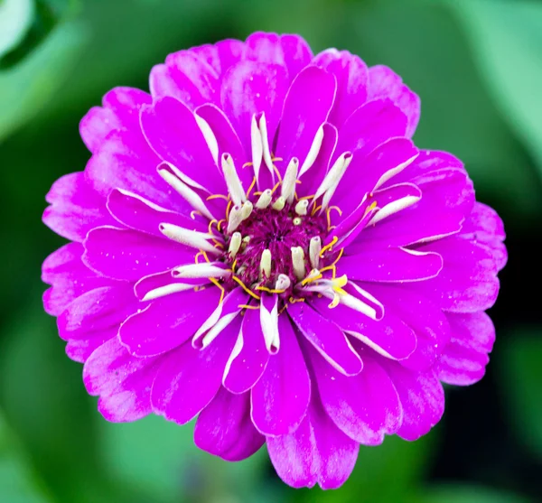 Flor de jalá púrpura —  Fotos de Stock