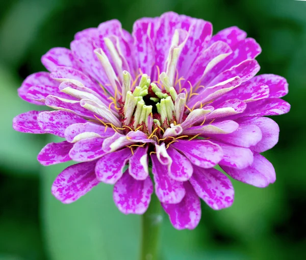 Flor de jalá púrpura —  Fotos de Stock