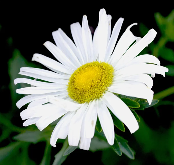 Flor de margarida branca — Fotografia de Stock