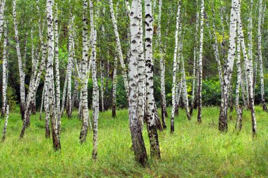 Beyaz huş ağaçları