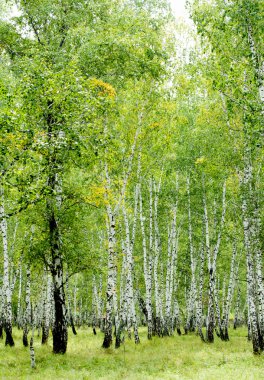 Beyaz huş ağaçları