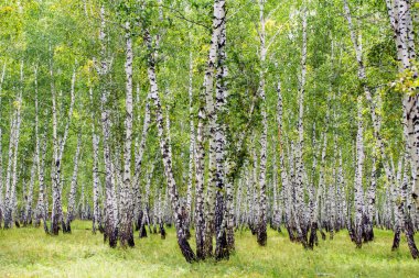 Beyaz huş ağaçları