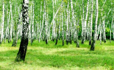 Beyaz huş ağaçları