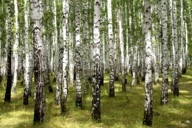 Beyaz huş ağaçları