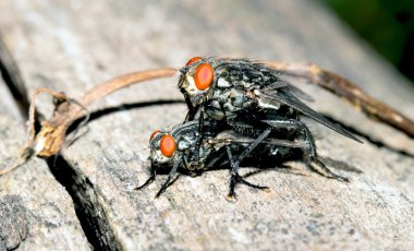 Çift çiftleşme uçar