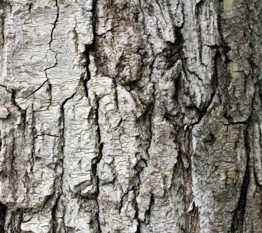 ağaç kabuğu arkaplanı