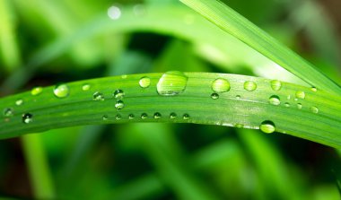 Çiy damlalı taze çimen