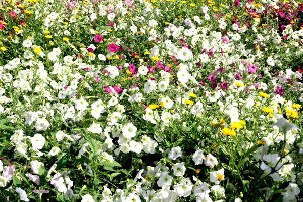 Blommor bakgrund — Stockfoto