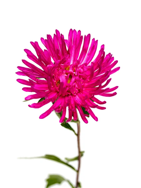 Purple flor de aster en blanco — Foto de Stock