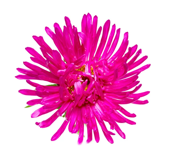 Purple aster flower on white — Stock Photo, Image