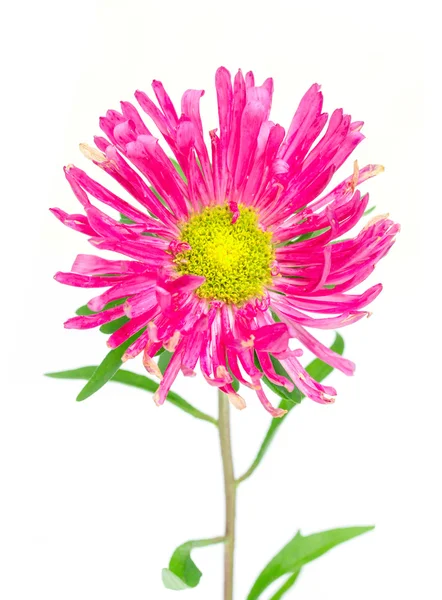 Purple aster flower on white — Stock Photo, Image