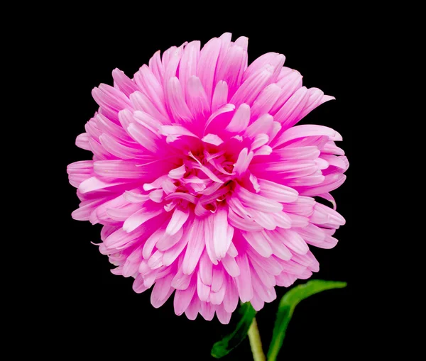 Pink aster flower — Stock Photo, Image