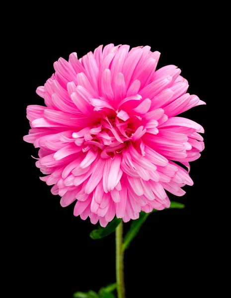 Rosa flor de aster — Foto de Stock