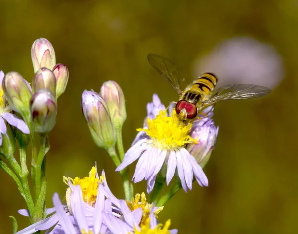 Abelhas que recolhem néctar — Fotografia de Stock