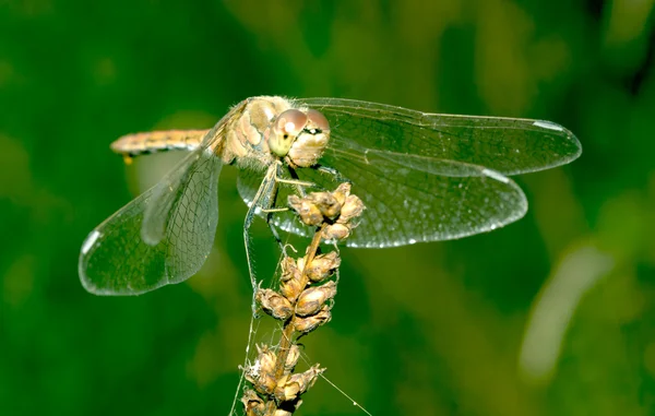 Dragonfly — Stock Photo, Image