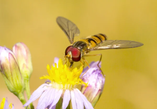 Abelhas que recolhem néctar — Fotografia de Stock
