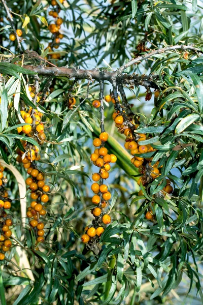 Buckthorn berries — Stock Photo, Image