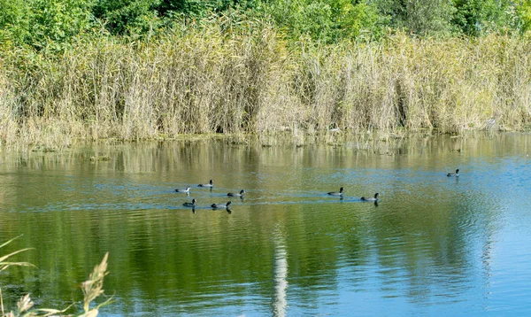 Patos selvagens na lagoa — Fotografia de Stock
