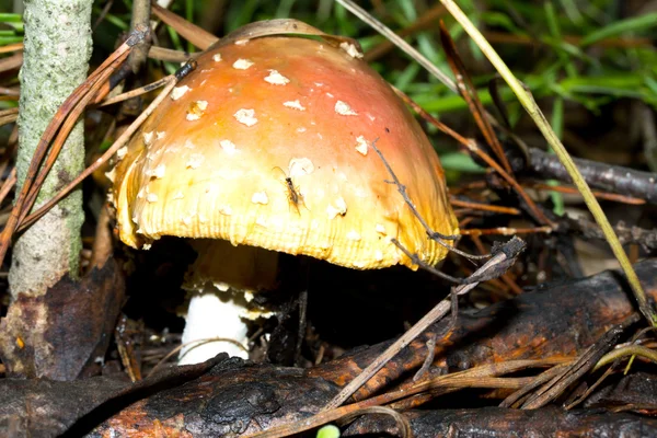 Amanita muscaria — Foto Stock