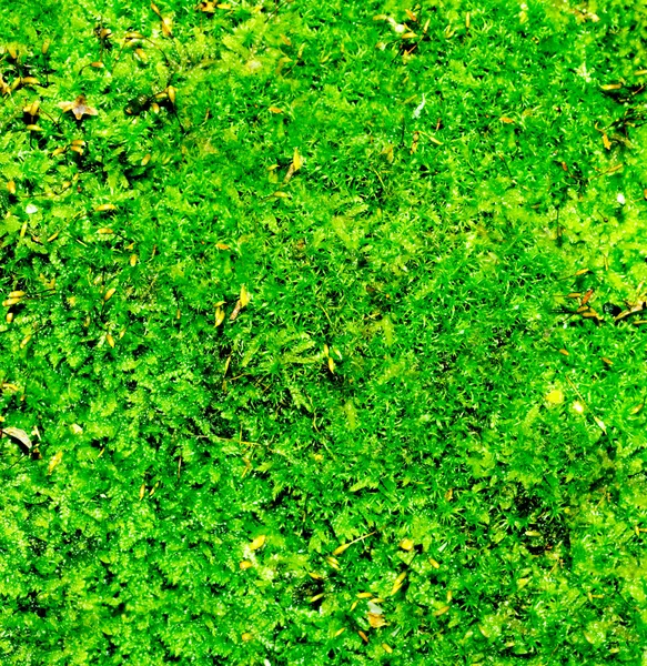 Green moss — Stock Photo, Image