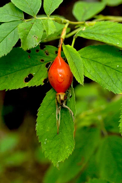 Frische Briar — Stockfoto