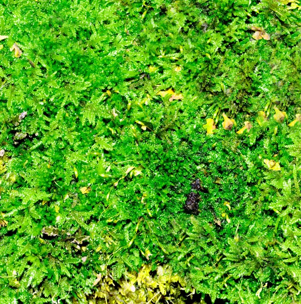 Green moss — Stock Photo, Image