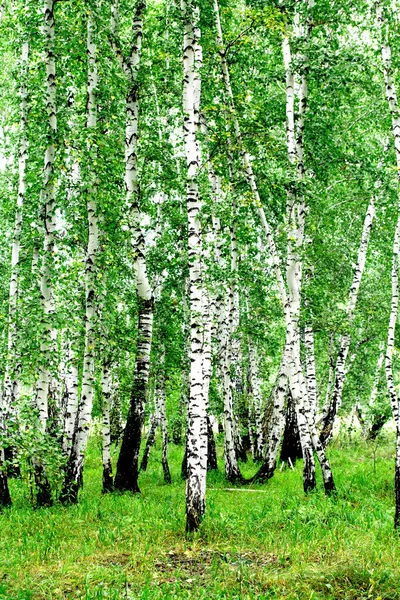 화이트 자작나무 — 스톡 사진