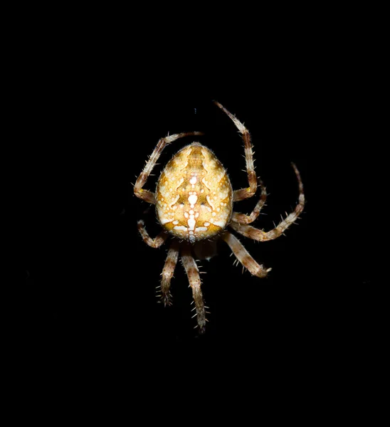 European garden spider — Stock Photo, Image