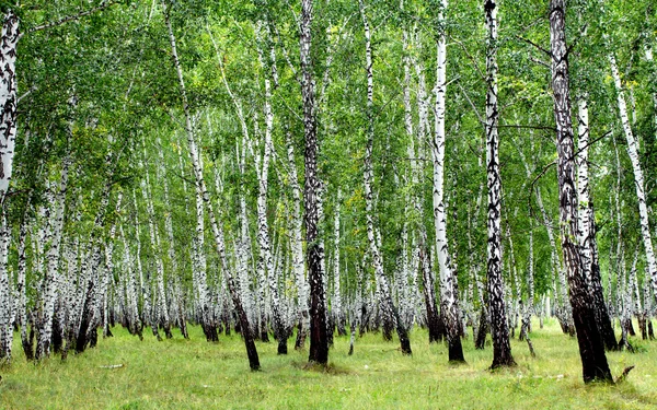 White birch trees — Stock Photo, Image