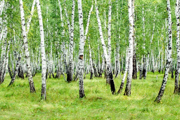 White birch trees — Stock Photo, Image