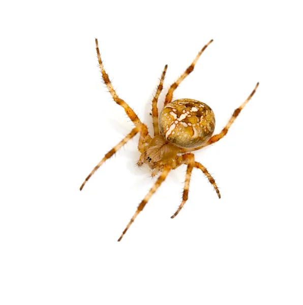 Garden spider — Stock Photo, Image