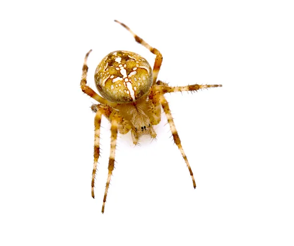 Garden spider — Stock Photo, Image