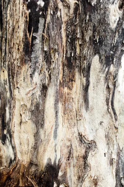 Strom kůra pozadí — Stock fotografie