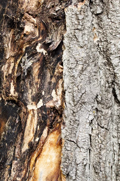 树皮背景 — 图库照片